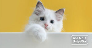 La polizza per i danni causati dal tuo gatto