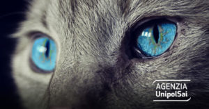 Cura il tuo gatto senza pensieri