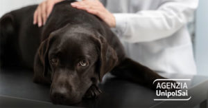 Ti rimborsiamo le spese veterinarie per il tuo cane